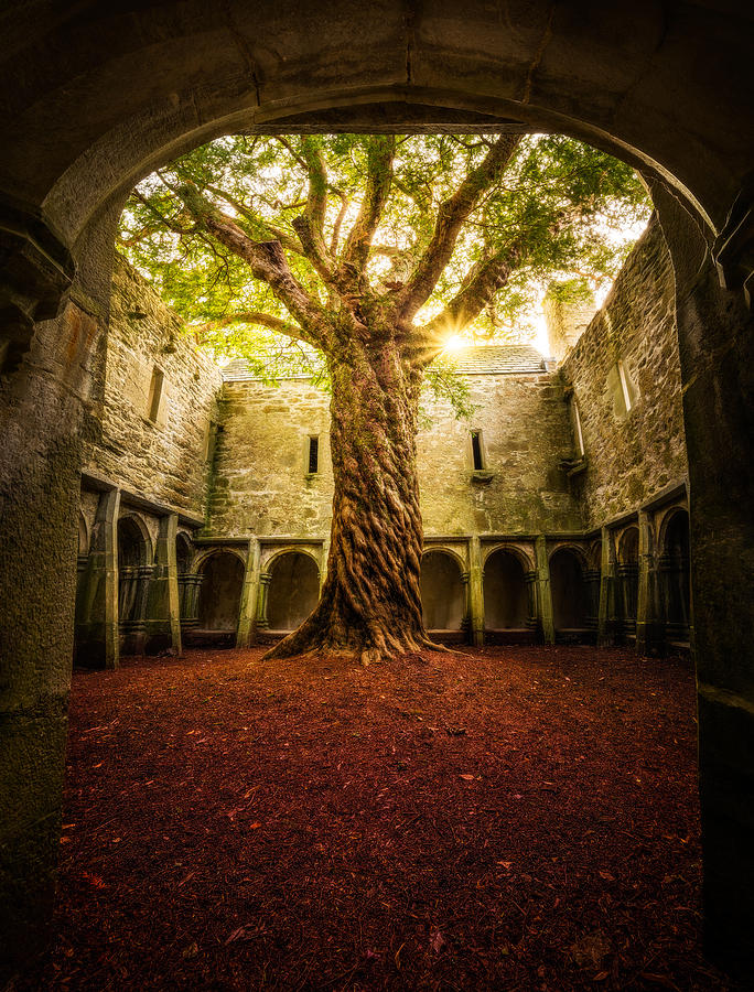 Matt Photograph - "muckross Abbey - Tree Of Life" by Matt Anderson
