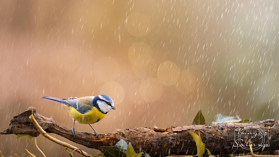 "rainbird" Photograph by Dorte Irene Sattrup Lund-nielsen