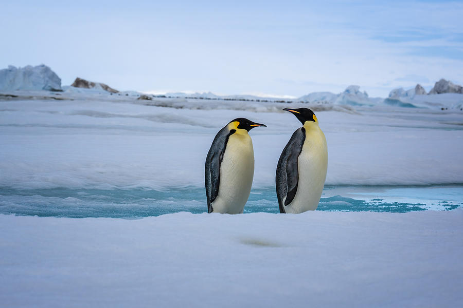 Penguin Photograph - "ready?" by Siyu And Wei Photography