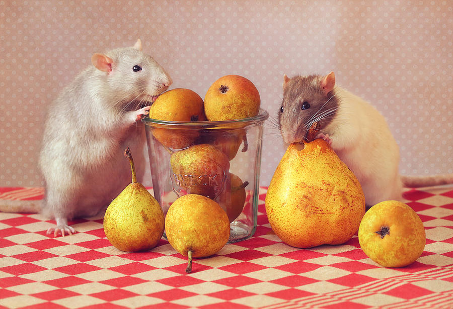 "still Life" With Pears :) Photograph by Ellen Van Deelen