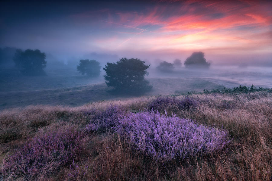 "the Colors Of Heather" Photograph by Adam Pachula "the Colors Of Heather" Photograph by Adam Pachula