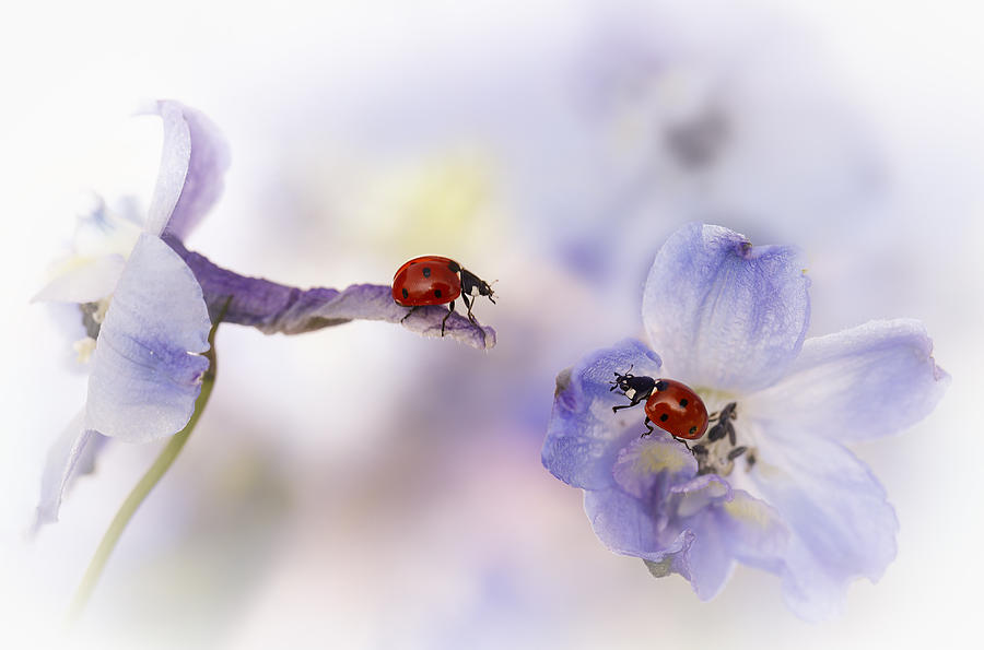 Ladybug Photograph - "very Nice Meeting You...." by Ellen Van Deelen
