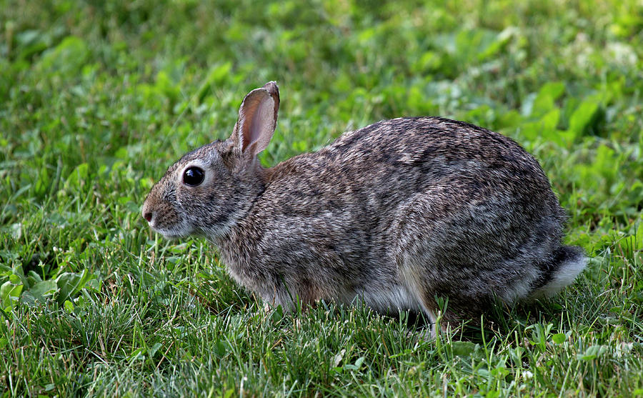 RA1 Rabbit Photograph by Judy Syring | Fine Art America