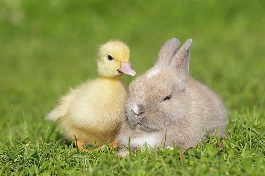 Rabbit And Duckling On Grass Digital Art by - Pixels