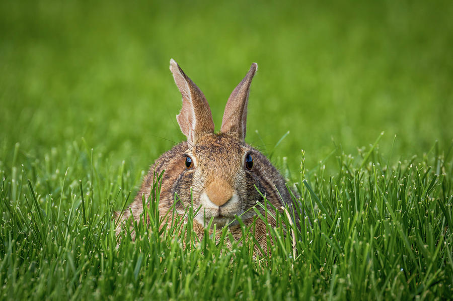 Rabbit Gaze Photograph by Allin Sorenson
