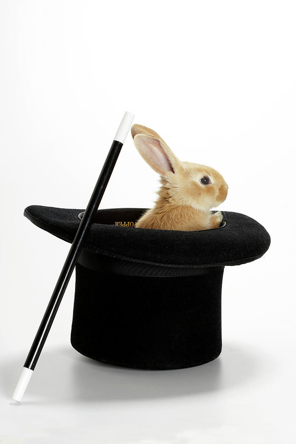 Rabbit In The Hat