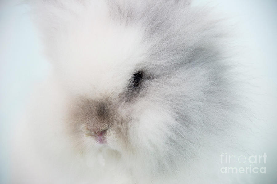 Rabbit Photograph by Jeannette Hunt