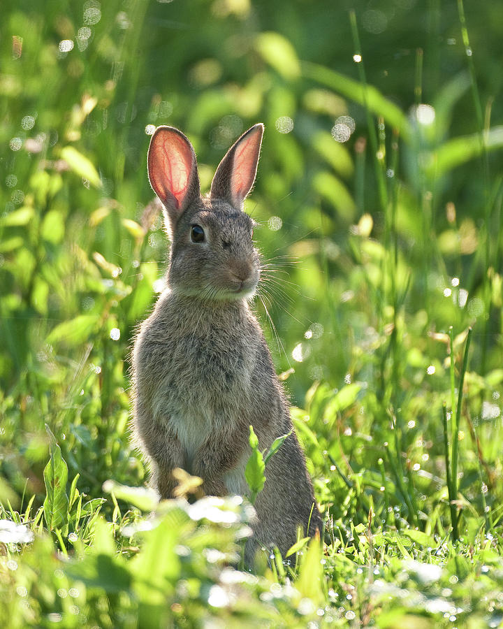 Rabbit Photograph by Ken Petch