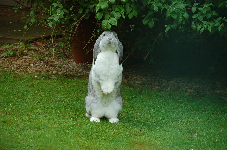 Rabbit Meerkat Photograph by Lynne Iddon - Pixels