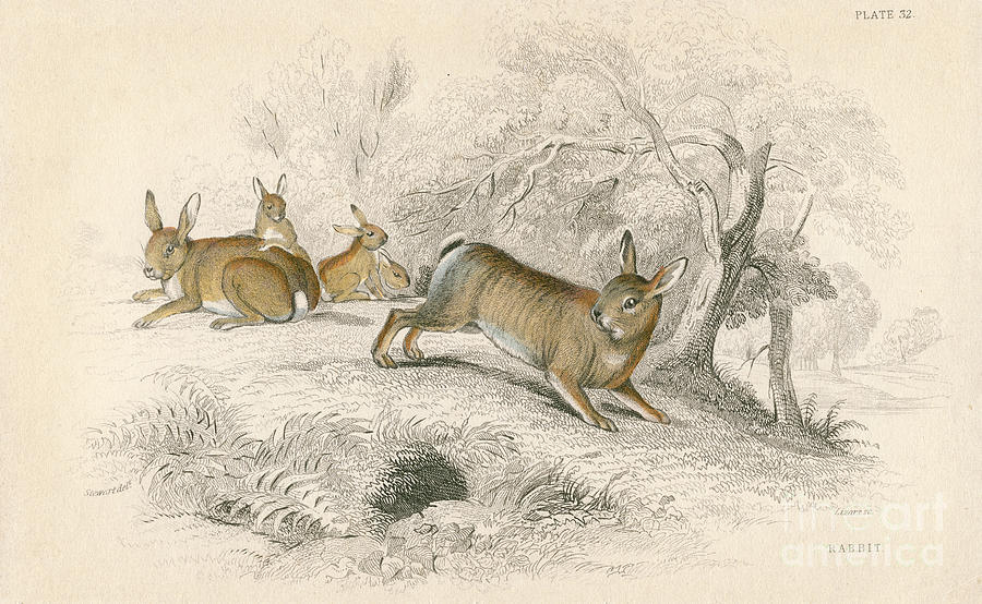 Rabbit Oryctolagus Cuniculus, 1828 Drawing by Print Collector