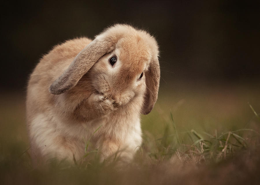 Animal Photograph - Rabbit by Robert Adamec