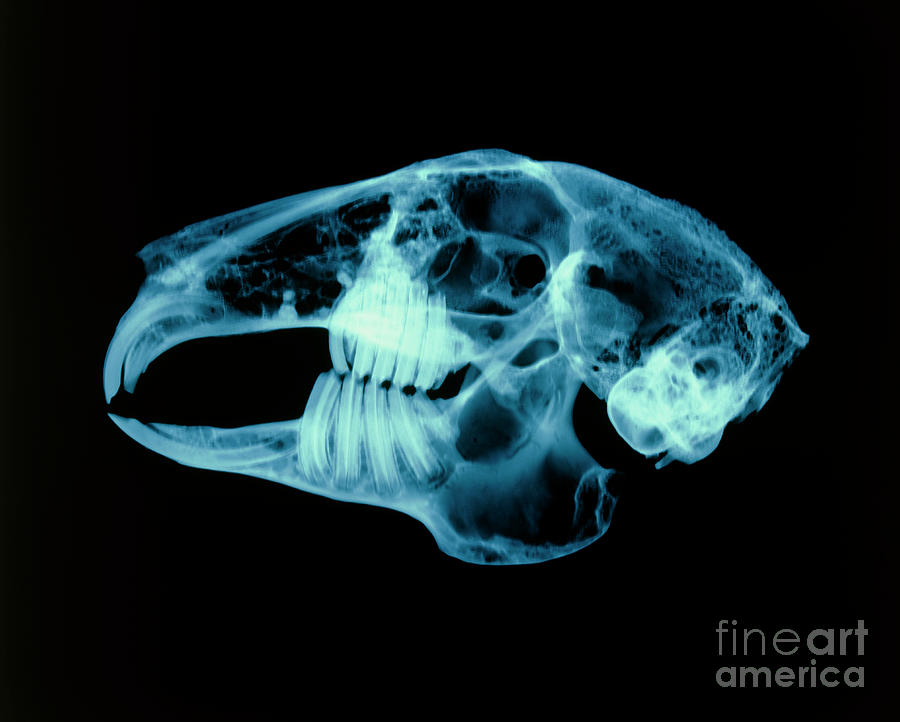Rabbit Skull Photograph by D. Roberts/science Photo Library
