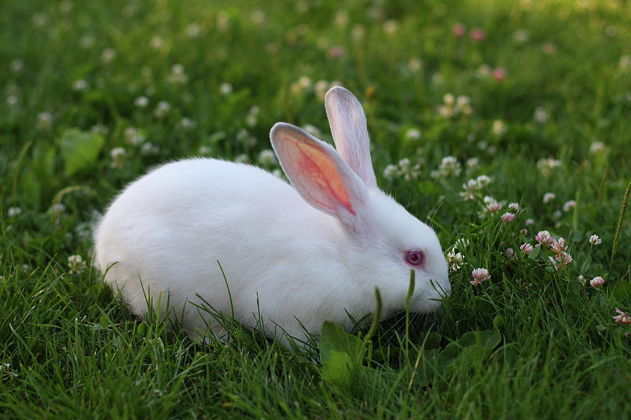 Rabbit Photograph by Studioradina