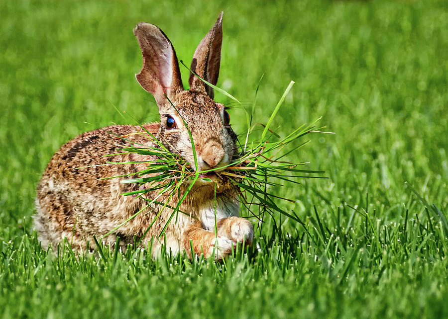 Rabbit with Grass Photograph by Allin Sorenson