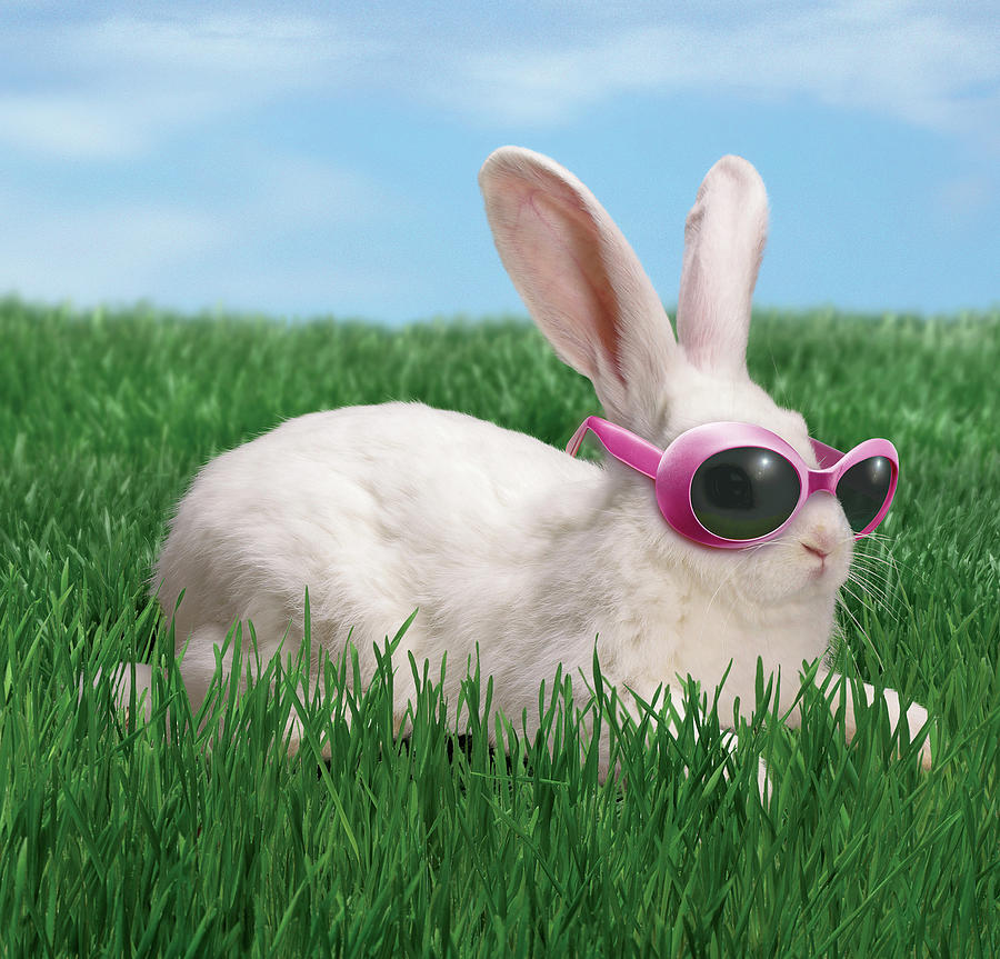 rabbit-with-sunglasses-george-caswell.jpg