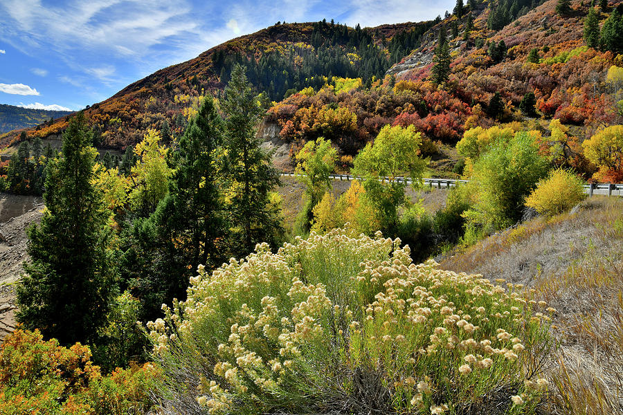 Rabbitbush and Fall Colors along Highway 133 Photograph by Ray Mathis