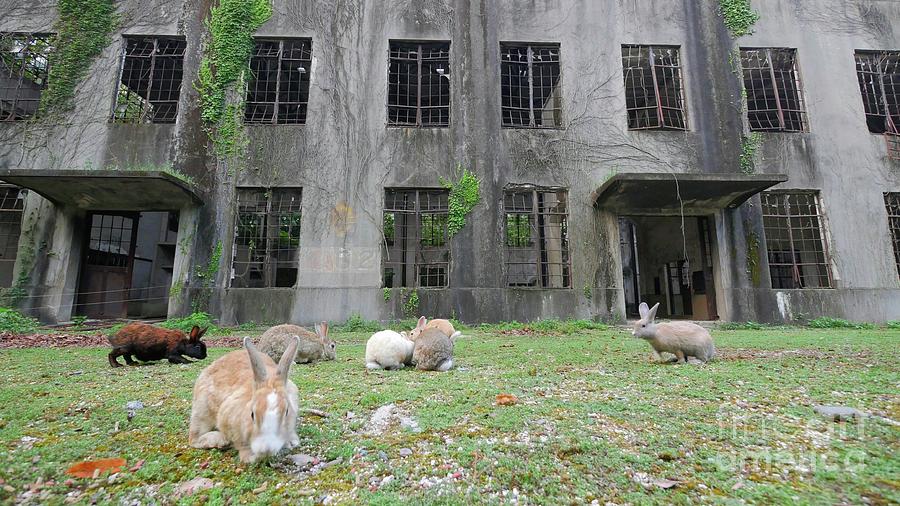 Rabbits In Ruins Of Ww2 Mustard Gas Factory Photograph by Thierry ...