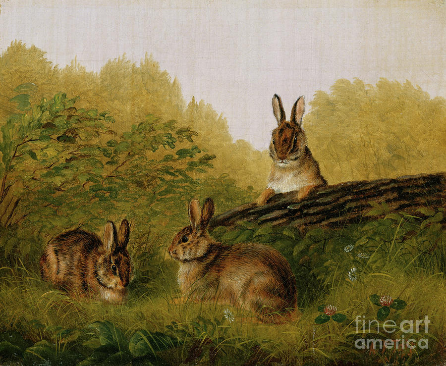 Rabbits On A Log Drawing by Heritage Images