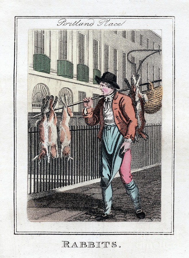 Rabbits, Portland Place, London, 1805 Drawing by Print Collector