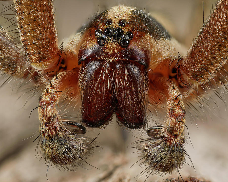 rabid wolf spider