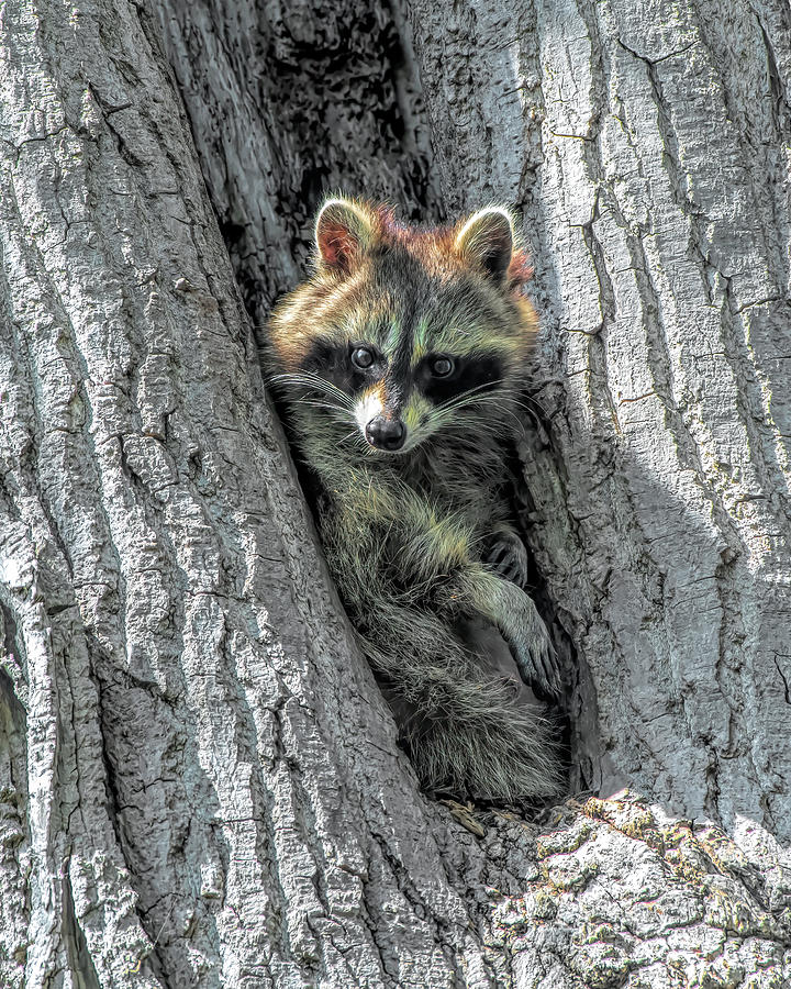 Raccoon #1 Photograph by Wade Aiken