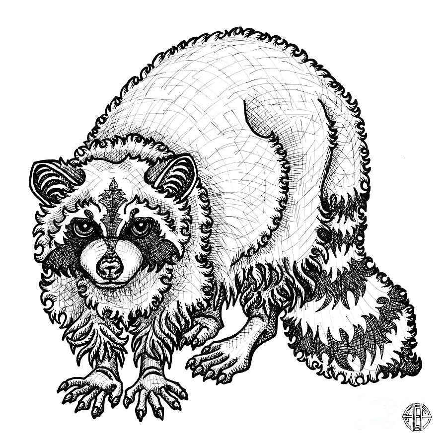 Raccoon Drawing by Amy E Fraser - Pixels