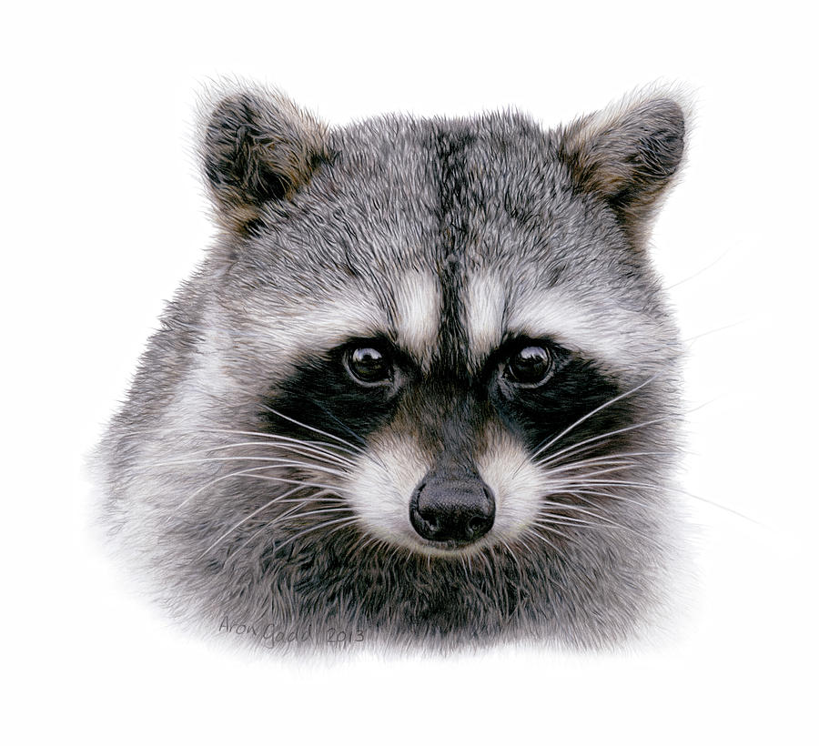 Raccoon Painting - Raccoon by Aron Gadd