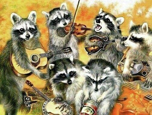Raccoon Band Photograph by Artist Unknown