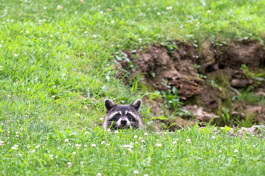 Raccoon barely peering over edge Photograph by Dan Friend
