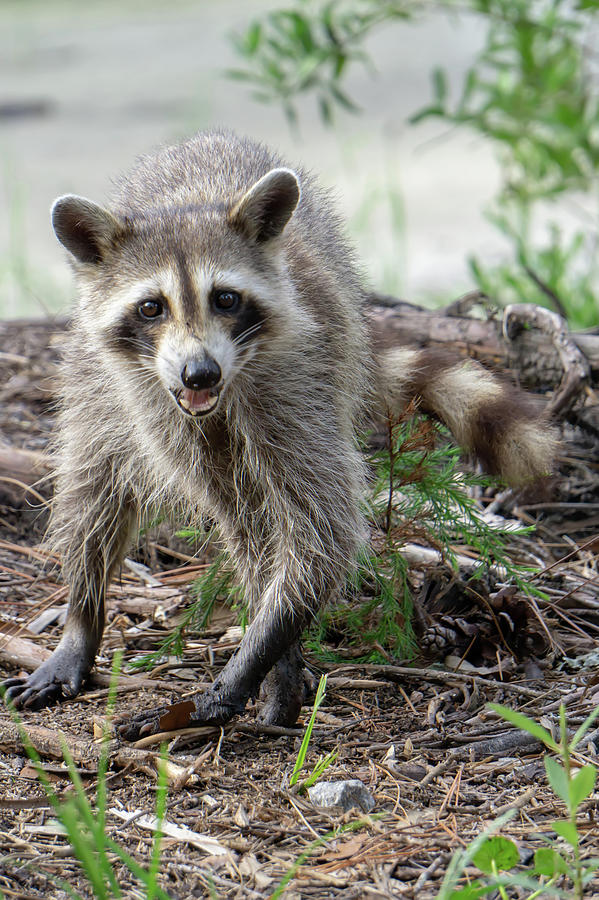 Raccoon Causing Mischief At A Campsite Photograph by Alex Grichenko