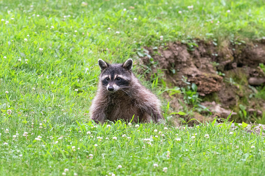 Raccoon climbing out of a hole Photograph by Dan Friend