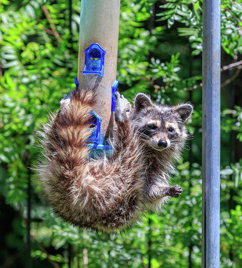 Raccoon eating from a bird feeder Photograph by David Ilzhoefer