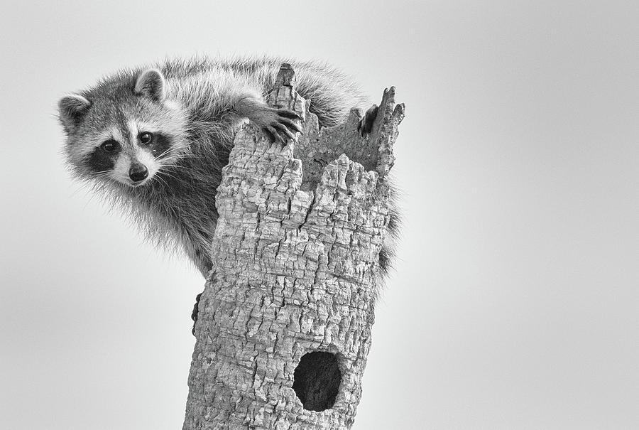 Raccoon by Georgia Wilson Raccoon by Georgia Wilson