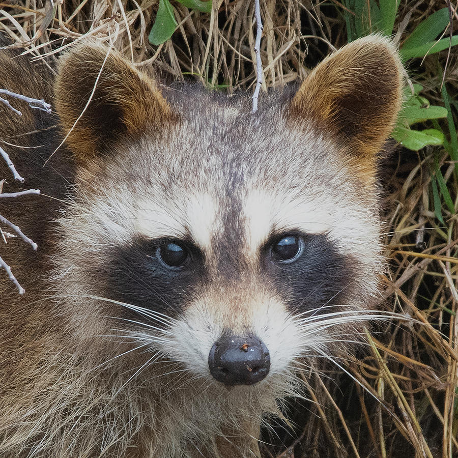 Raccoon in aransas national wildlife refuge Photograph by Patrick Nowotny