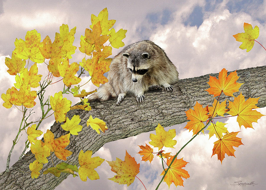 Nature Digital Art - Raccoon in Maple Tree by M Spadecaller