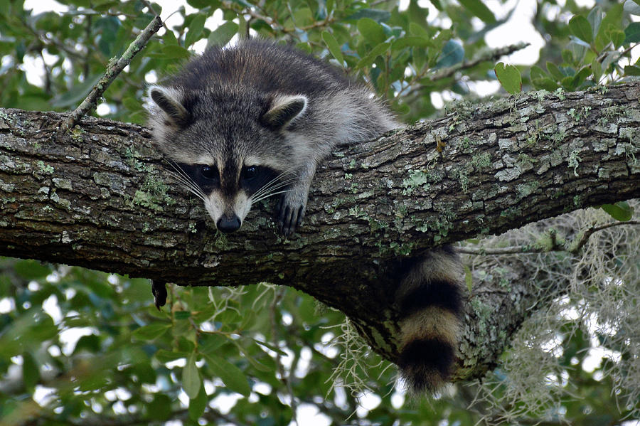 Raccoon in Repose Photograph by Bruce Gourley