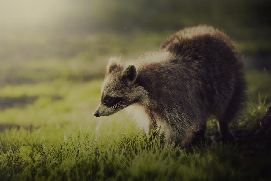 Raccoon In Sunshine Photograph by D3sign