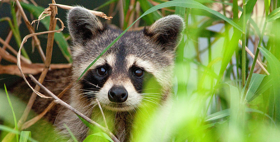 Raccoon in tall grass Photograph by Gene Bollig