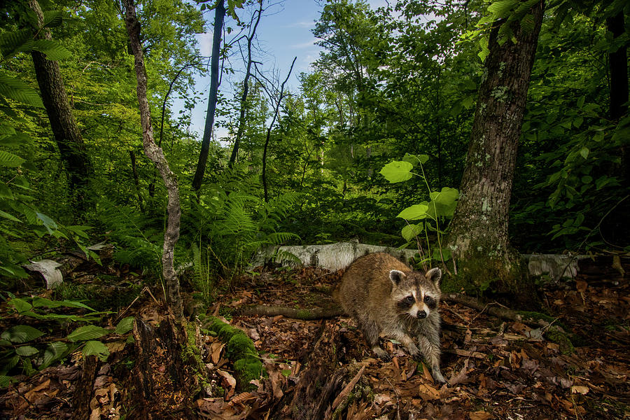 Raccoon In The Hardwood Forest, Massachusetts Photograph by Sebastian Kennerknecht