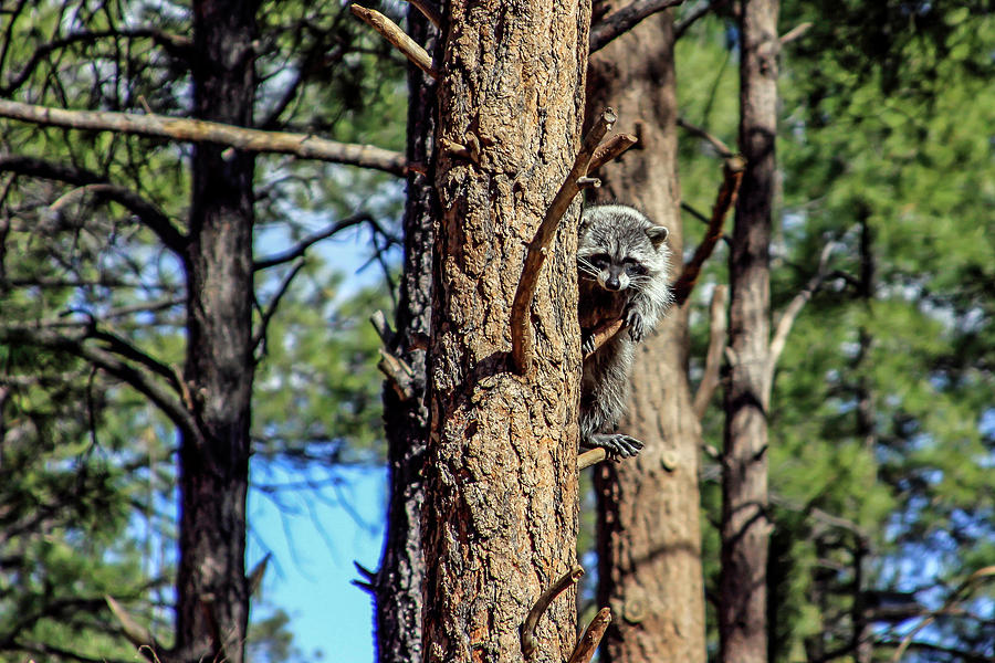 Raccoon in Tree, Arizona Photograph by Dawn Richards