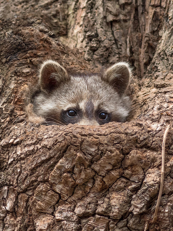 Raccoon In Tree -- Peek-A-Boo Photograph by Steven Rossi