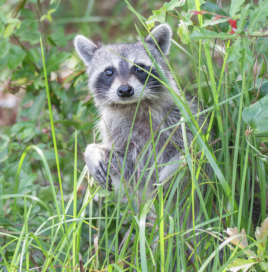 Raccoon Photograph by John Serrao
