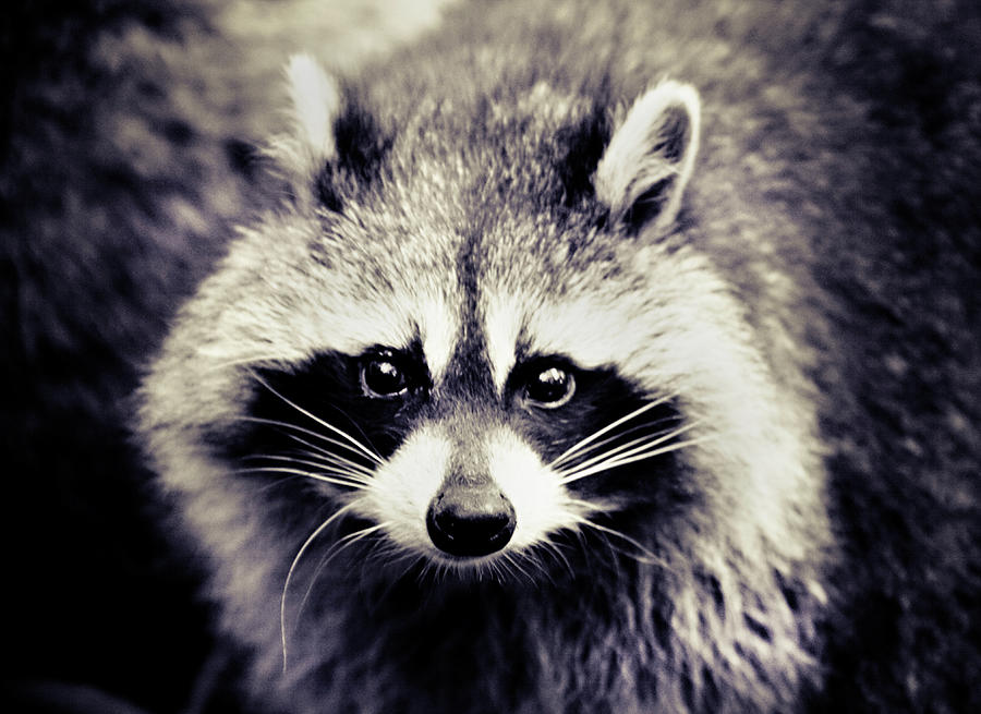 Raccoon Looking At Camera by Isabelle Lafrance Photography