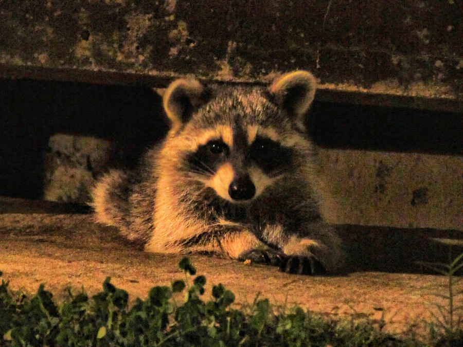 Raccoon Photograph