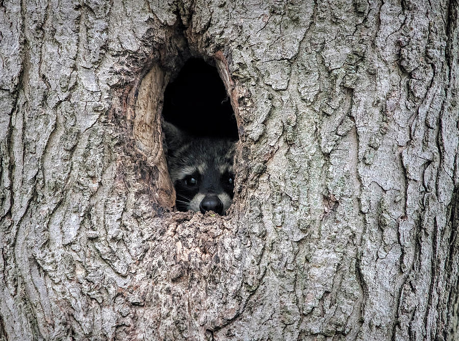 Raccoon Peeking Photograph by Deborah Penland