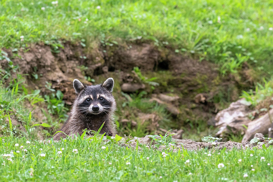 Raccoon peering over edge of ditch Photograph by Dan Friend