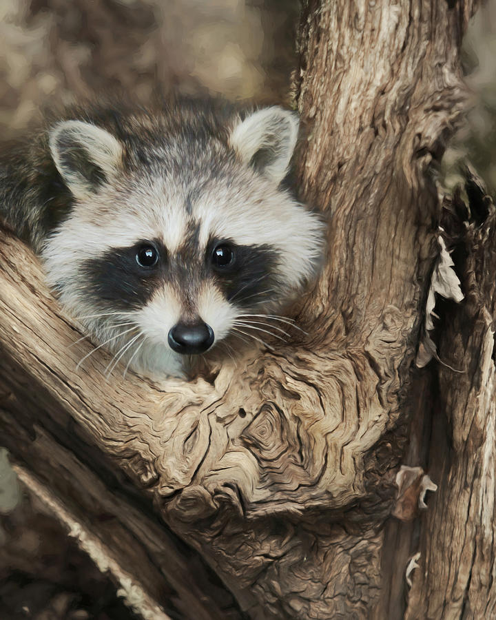 Raccoon Portrait Photograph by Lori Deiter
