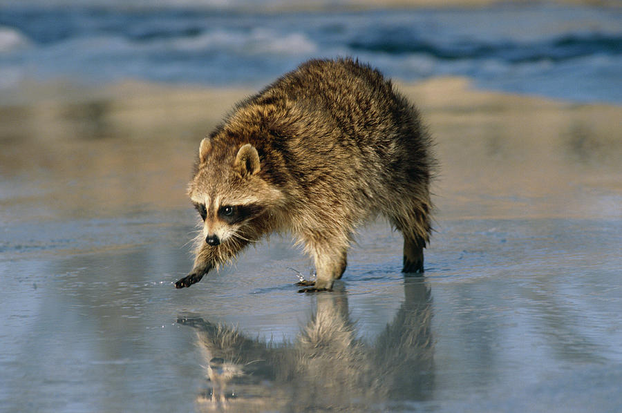 Raccoon    Procyon Lotor Foraging Photograph by Nhpa