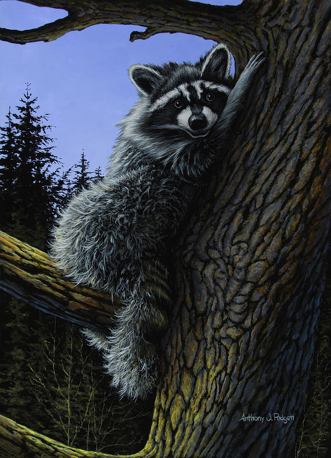 Raccoon Rest Stop Painting by Anthony J Padgett