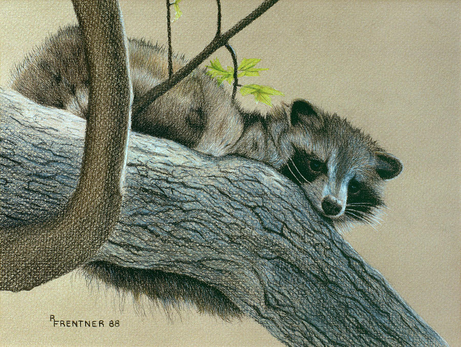 Raccoon Painting by Rusty Frentner